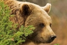 Бурий ведмідь на Волині: людей закликають бути обережними