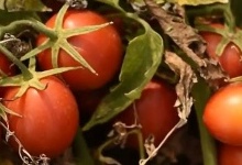 На Волині фермери вирощують американські гібриди томатів