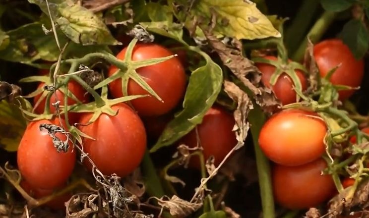 На Волині фермери вирощують американські гібриди томатів