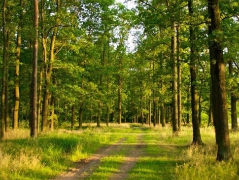 На Волині висадять 20 тисяч гектарів лісу