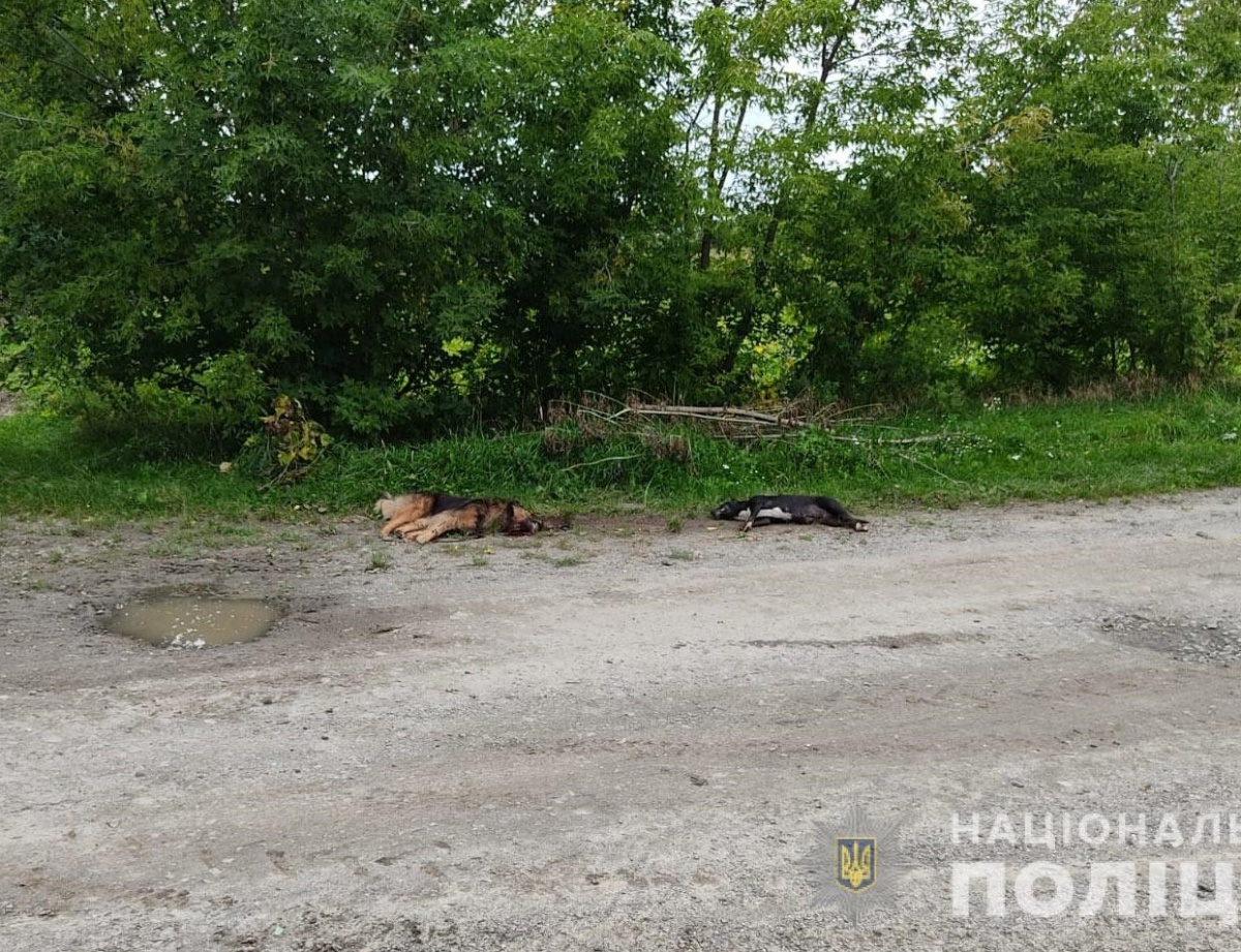 У Луцькому районі пенсіонер розстріляв сусідських собак