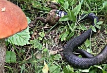 На Рівненщині жінка опинилася в реанімації через укус змії