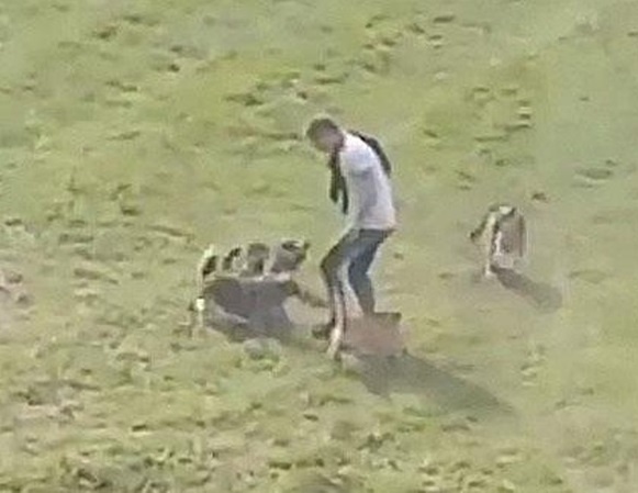 На Волині бродячі собаки покусали дітей