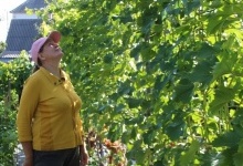 Волинянка вирощує півсотні сортів винограду