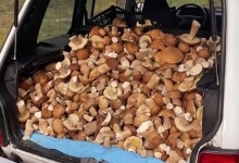 На Рівненщині назбирали цілий багажник грибів