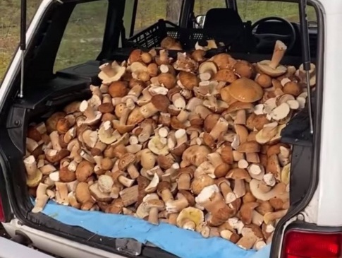 На Рівненщині назбирали цілий багажник грибів