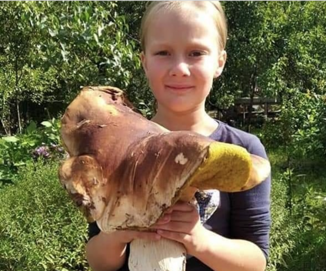 У лісі на Рівненщині знайшли 1,5 кілограмового білого гриба