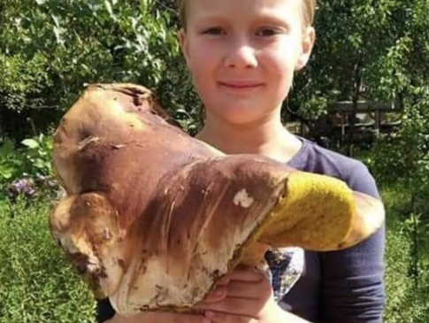 У лісі на Рівненщині знайшли 1,5 кілограмового білого гриба