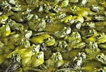 На Вінниччині чоловік сто тисяч у рік заробляє на жабах