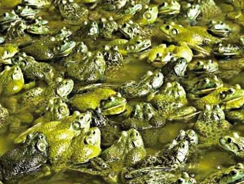 На Вінниччині чоловік сто тисяч у рік заробляє на жабах