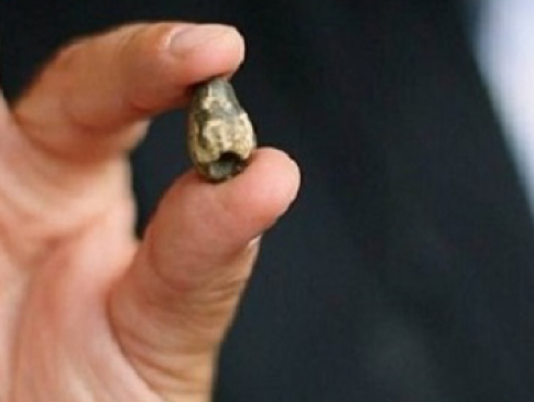 На Київщині відкопали рештки доісторичних тварин