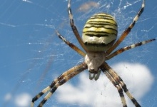 На Волині 5-річний хлопчик на подвір'ї знайшов небезпечного павука