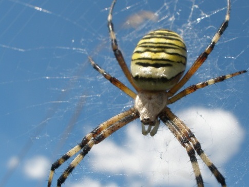 На Волині 5-річний хлопчик на подвір'ї знайшов небезпечного павука