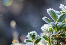 В Україні найближчими днями очікуються заморозки і сніг