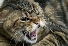 На Тернопільщині ціле село відправили на карантин через скажену кішку