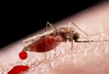 Затвердили першу у світі вакцину проти малярії