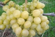 Волинянин вирощує грона винограду вагою до 4 кілограмів