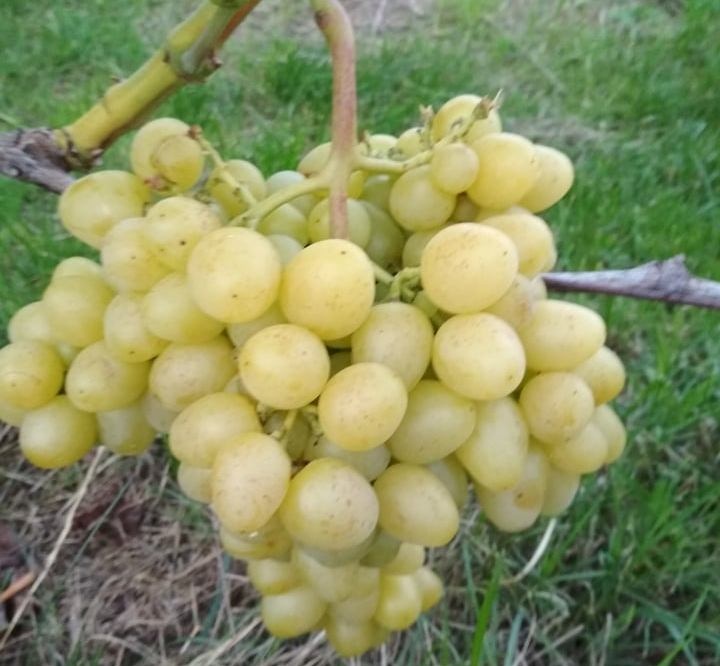 Волинянин вирощує грона винограду вагою до 4 кілограмів