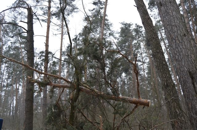 На Волині повалені дерева віддадуть соціально незахищеним мешканцям