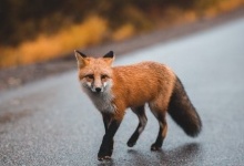 У Вінниці фіксують нашестя лисиць