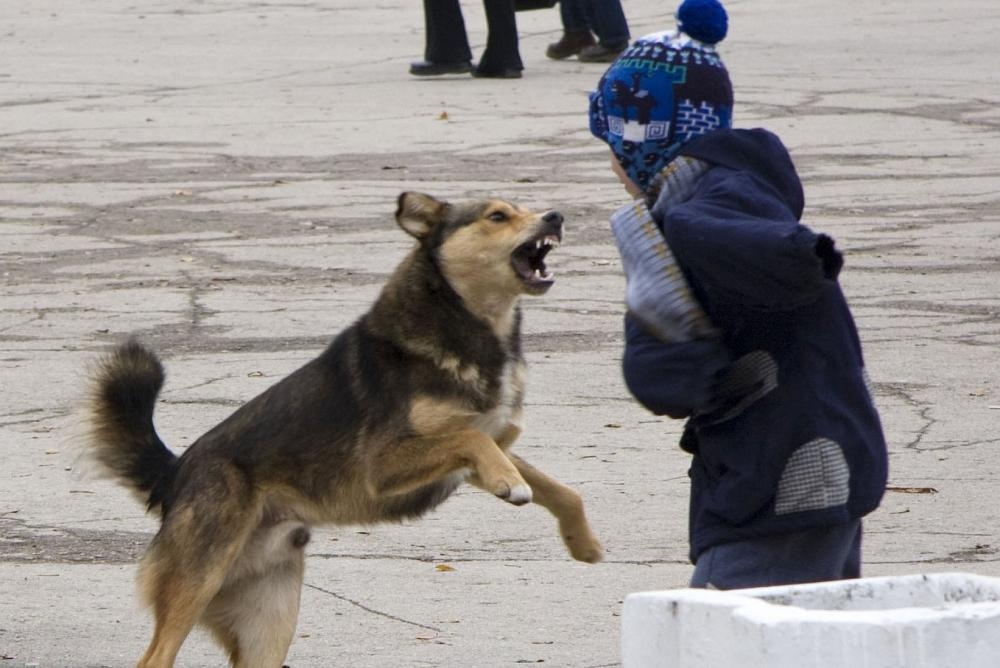 На Волині мешканці нарікають на собак, які нападають на дітей