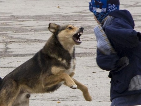 На Волині мешканці нарікають на собак, які нападають на дітей