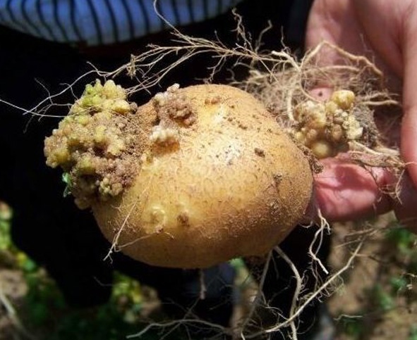 На Волині аграрію заборонили продавати картоплю 20 років