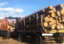 На Волині у підпільному цеху вилучили деревину на 800 тисяч