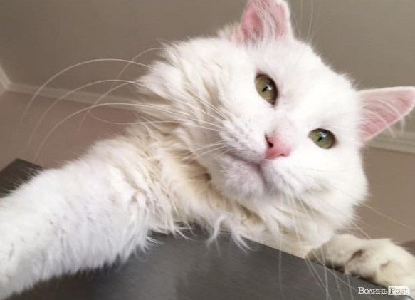 У Луцьку обіцяють 500 доларів за загубленого кота