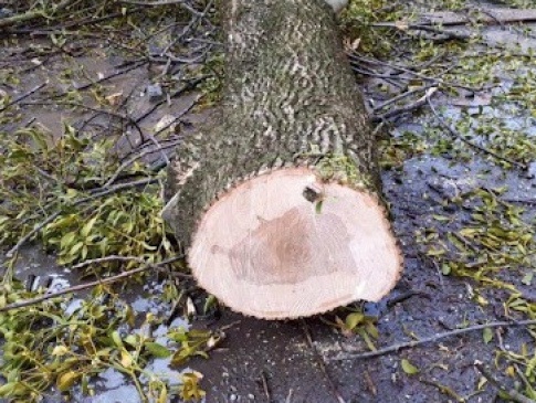 У Луцькій громаді за зрубане дерево доведеться заплатити до 10 тисяч