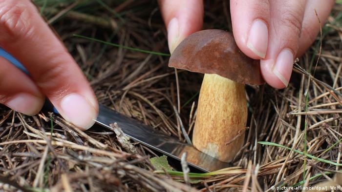 На Волині виявили гриби з втричі перевищеним рівнем радіації