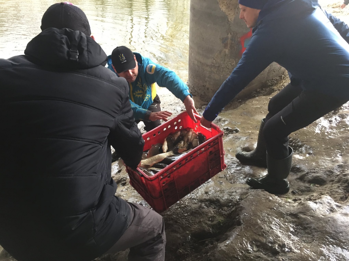 Любителі рибалки випустили у Луцьку у Стир майже тонну риби