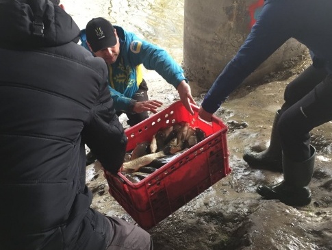 Любителі рибалки випустили у Луцьку у Стир майже тонну риби