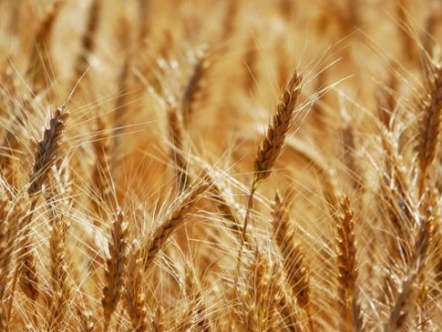 Волинські вчені винайшли сорт пшениці з високою врожайністю