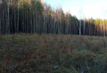 На Волині незаконно вирубали майже гектар дерев