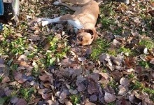 У луцькому парку знайшли задушеним собаку