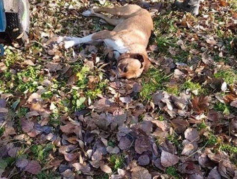 У луцькому парку знайшли задушеним собаку