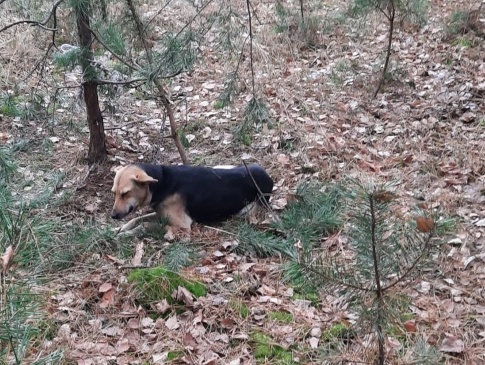 Волинянин врятував собаку, залишену помирати у лісі