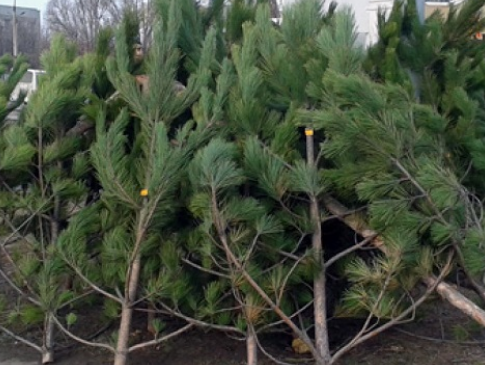 У Луцькій громаді штрафуватимуть за самовільно зрубані новорічні дерева