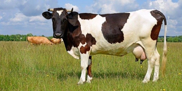 На Волині власники трьох і більше корів отримають виплати