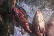 На Волині браконьєри наловили риби на понад 100 тисяч