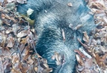 На Волині браконьєри вбили самку кабана