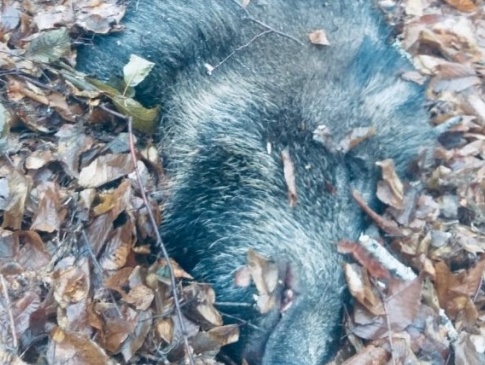 На Волині браконьєри вбили самку кабана