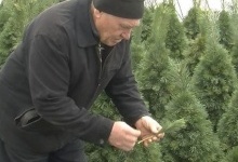 Родина з Волині 5 років виготовляє новорічні дерева з гілок