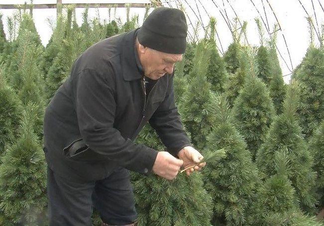 Родина з Волині 5 років виготовляє новорічні дерева з гілок