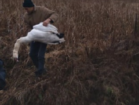 На Волині браконьєри задля забави застрелили лебедя
