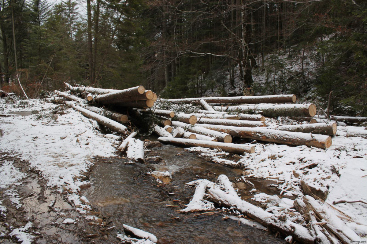 На Волині чорні лісоруби залишили машини з деревиною та втекли