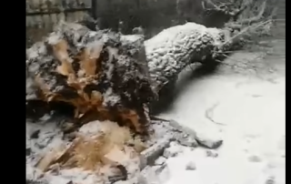 На Львівщині на жінку впало величезне дерево