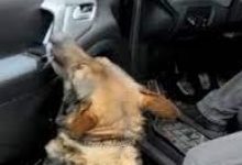 На «Устилузі» службовий пес винюхав наркотики в авто
