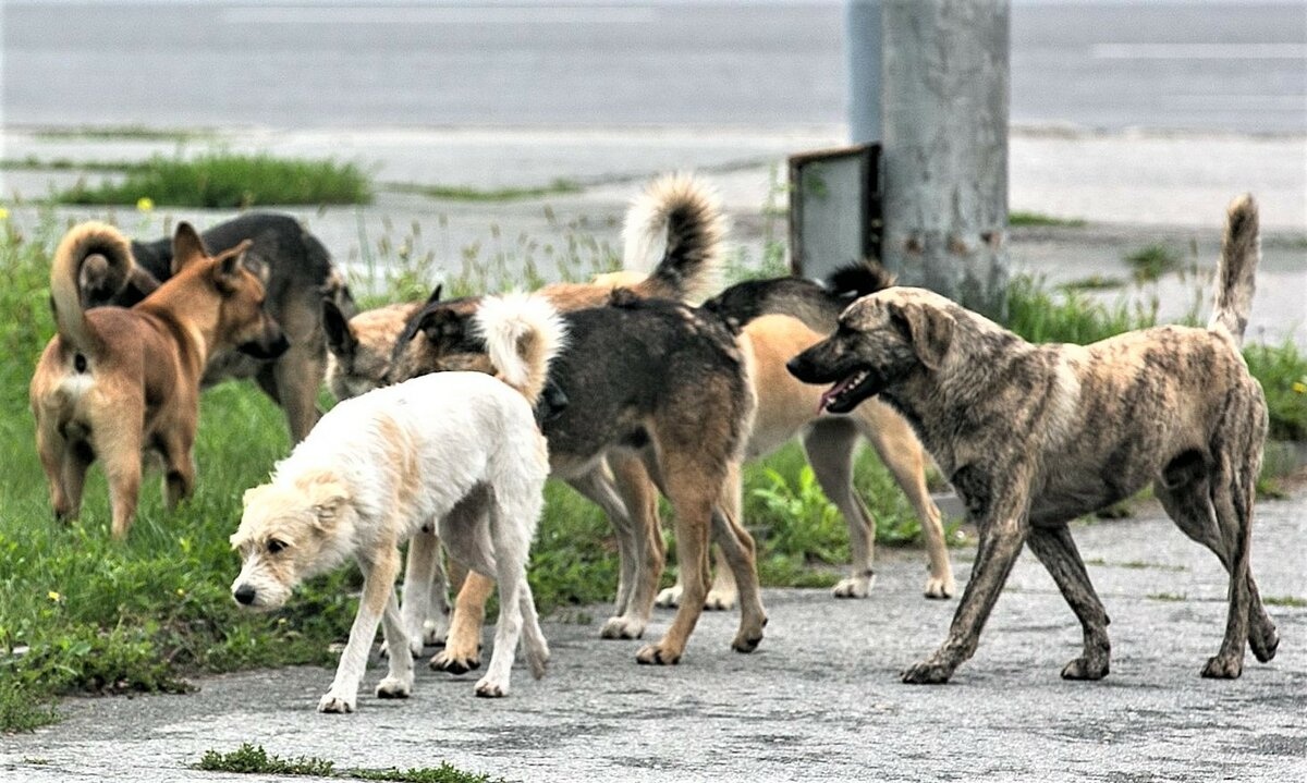 У селі біля Луцька безпритульні собаки тероризують місцевих жителів